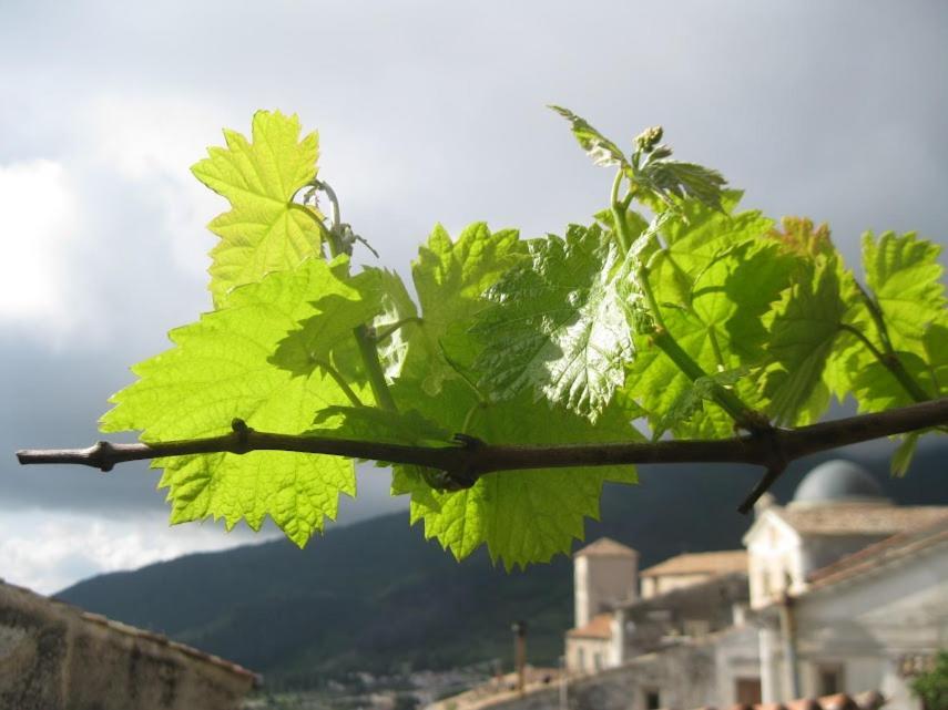 Il Nibbio - Soffitta Delle Ginestre Appartement Morano Calabro Buitenkant foto